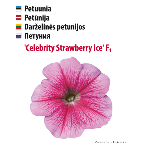 petuunia 'celebrity strawberry ice' Roosa petuunia 'Celebrity Strawberry Ice' seemned.