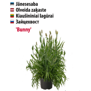 jänesesaba 'bunny' Aedtill ‘Mammut’