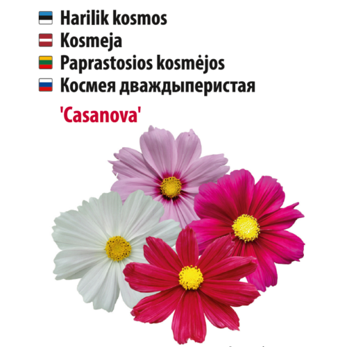 Cosmos 'Casanova Mix' Cosmos flowers 'Casanova', multicolor, Baltic Agro.