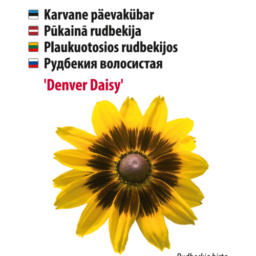 Karvane päevakübar 'Denver Daisy' lill Baltic Agrost.