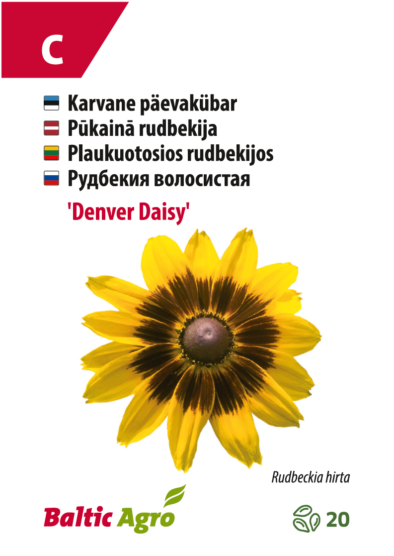 päevakübar 'denver daisy' Karvane päevakübar 'Denver Daisy' lill Baltic Agrost.