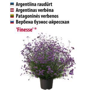 argentiina raudürt 'finesse' Aedtill ‘Mammut’