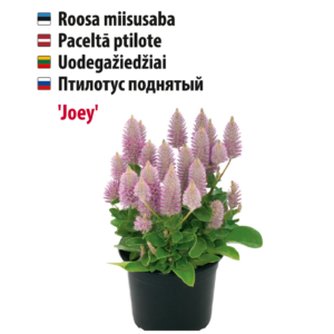 Roosa miisusaba taim potis, Baltic Agro.