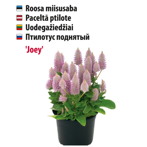 miisusaba 'joey' Roosa miisusaba taim potis, Baltic Agro.