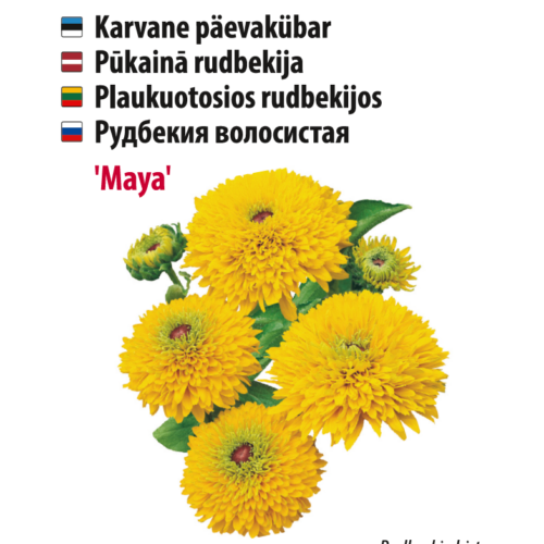 Rudbeckia hirta 'Maya', kollased õied, Baltic Agro.