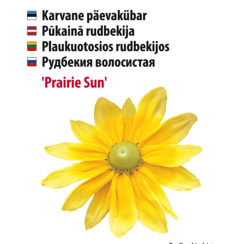 Karvane päevakübar "Prairie Sun" kollase õiega.