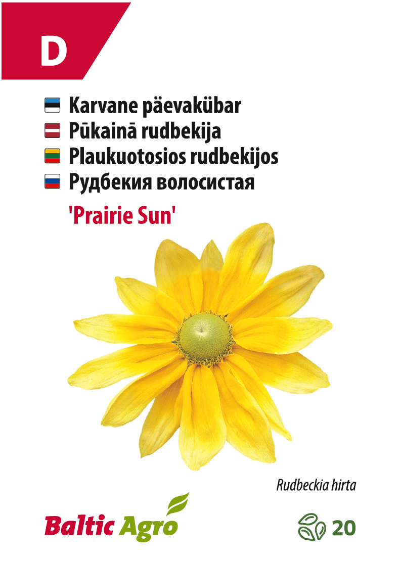 Päivänhatut 'Prairie Sun'