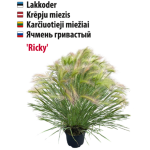 Baltic Agro Lakkoder taim 'Ricky', Hordeum jubatum.