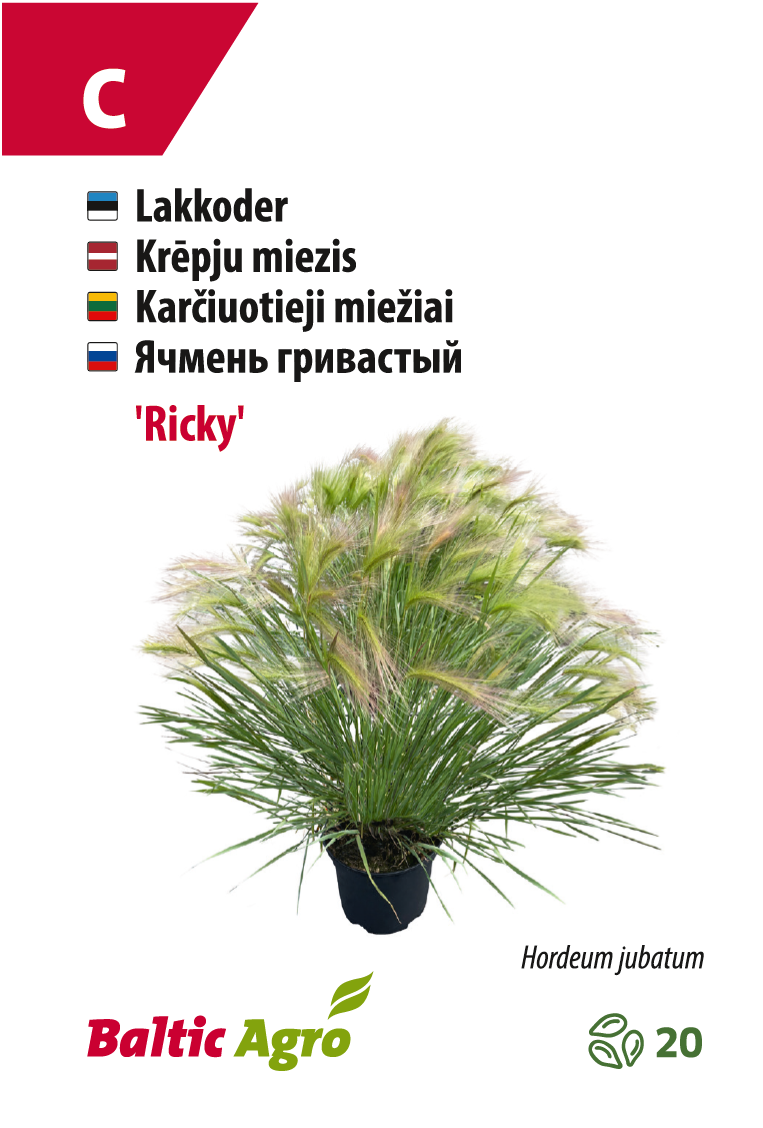 Baltic Agro Lakkoder taim 'Ricky', Hordeum jubatum.