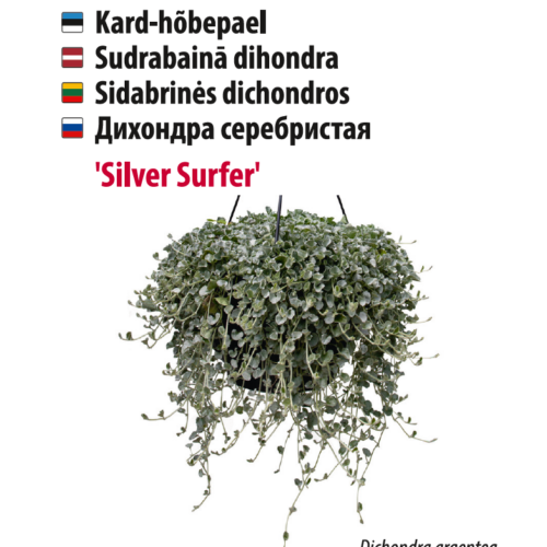 hõbepael 'silver surfer' Kard-hõbepael 'Silver Surfer' taim Baltic Agro.