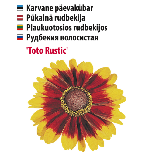 päevakübar 'toto rustic'