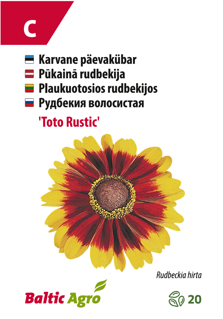 päevakübar 'toto rustic' päevakübar 'toto rustic'