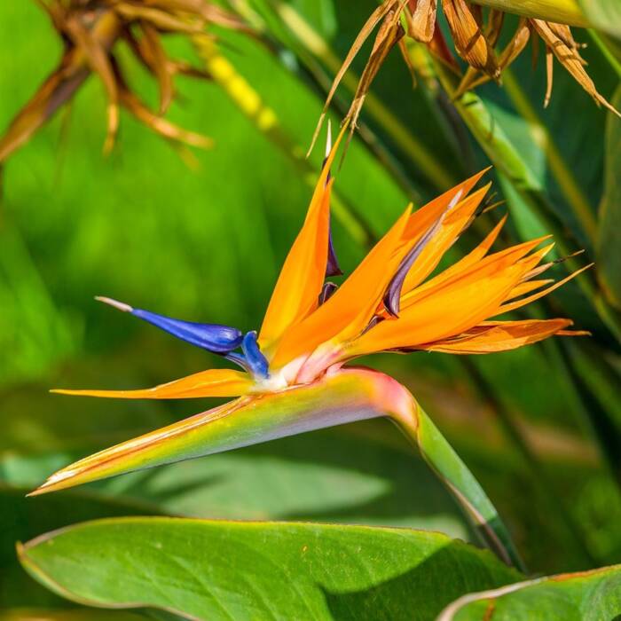 Kuninglik strelitsia Paradiisilind 10 tk