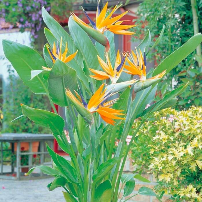 Kuninglik strelitsia Paradiisilind 10 tk