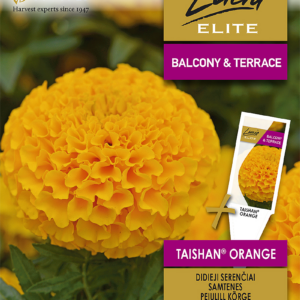 aafrika saialill 'taishan orange' Aafrika saialill Taishan Orange