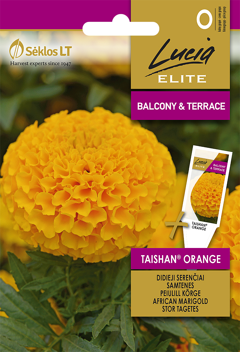 Aafrika saialill Taishan Orange