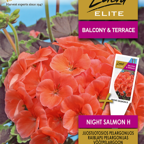 pelargoon 'night salmon h' Pelargoon 'Night Salmon H'