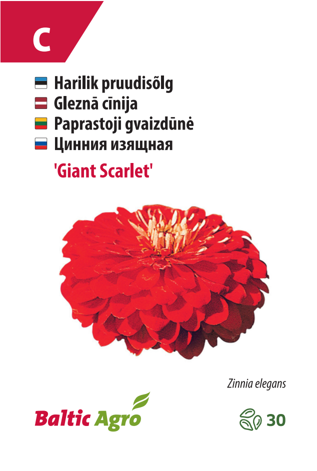 pruudisõlg ‘giant scarlet’ Pruudisõlg ‘Giant Scarlet’