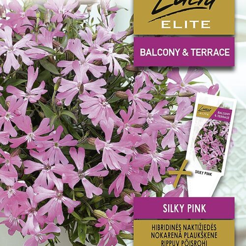 hanging blush silky pink Pink Persimmon pot plant for the terrace.