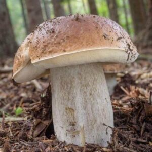 Kallioruususieni 10 g