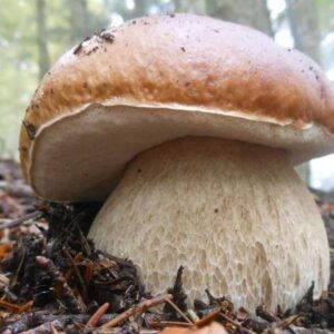 Kallioruususieni 10 g