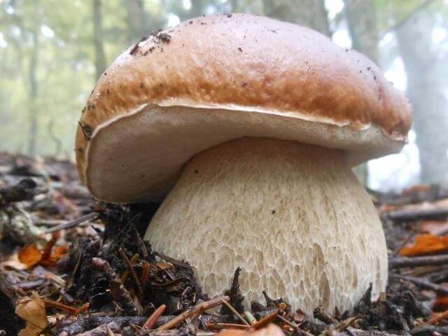 Kallioruususieni 10 g