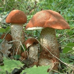 Мицелий подосиновика 10 г