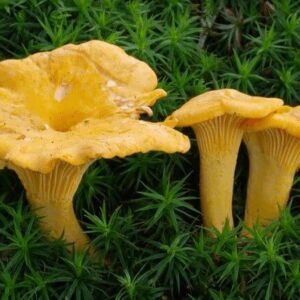 kukeseene mütseel 10 g Kukeseene mütseel 10 g