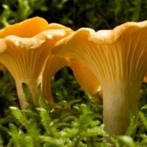 kukeseene mütseel 10 g Kukeseene mütseel 10 g