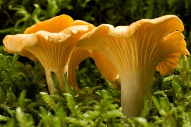 kukeseene mütseel 10 g Kukeseene mütseel 10 g