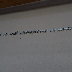 Flies on a glue trap on the ceiling
