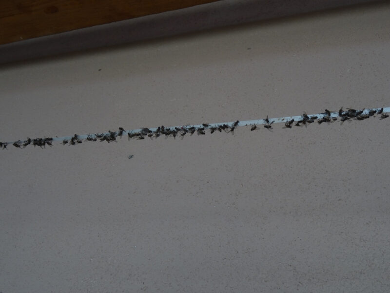 Flies on a glue trap on the ceiling