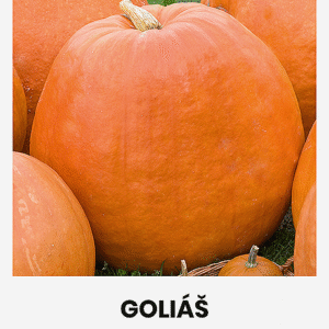 suureviljaline varajane kõrvits "goliÁŠ" Aedtill ‘Mammut’