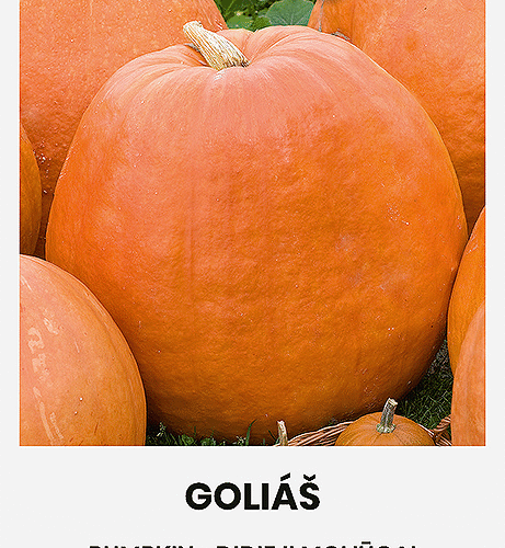 suureviljaline varajane kõrvits "goliÁŠ"