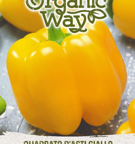 SWEET PEPPER QUADRATO D'ASTI GIALLO