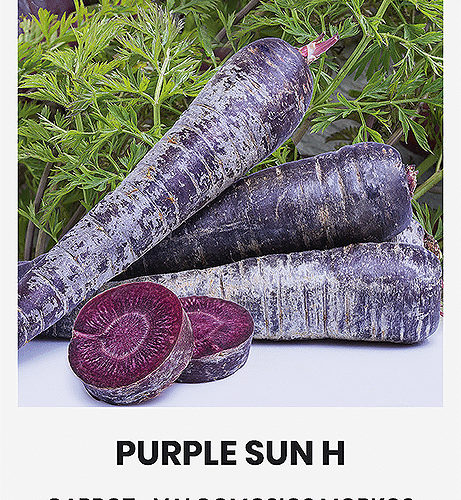 CARROT PURPLE SUN H CARROT PURPLE SUN H