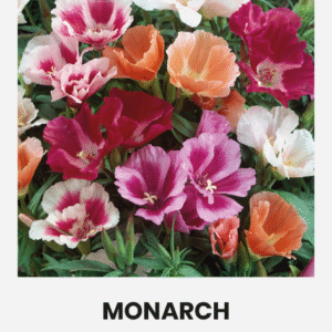 SATIN FLOWER MONARCH SATIN FLOWER MONARCH