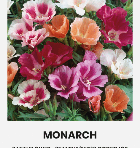 SATIN FLOWER MONARCH