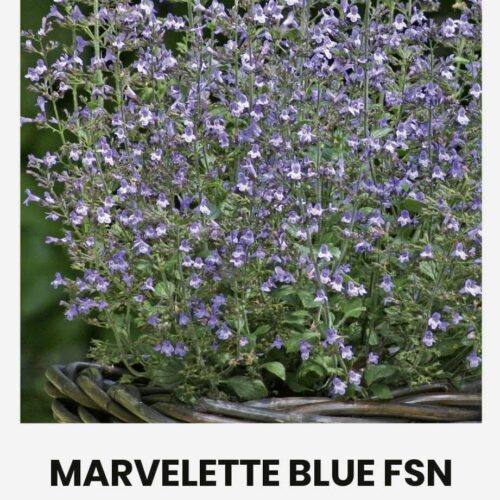 CALAMINTHA MARVELETTEBLUE FSN CALAMINTHA MARVELETTEBLUE FSN