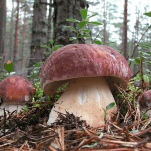 Мицелий белого гриба 10 г