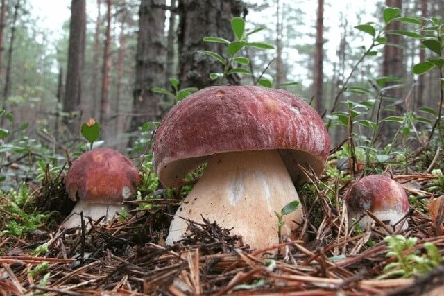 Мицелий белого гриба 10 г