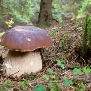 Мицелий белого гриба 10 г