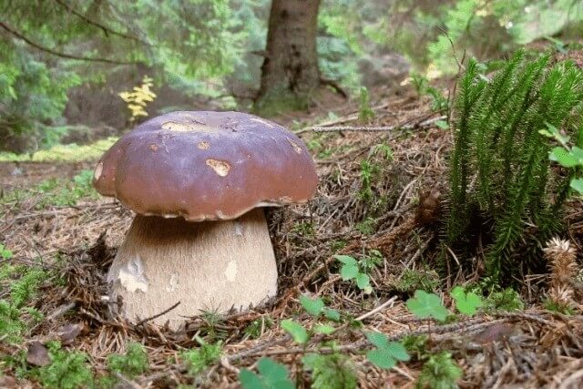 Мицелий белого гриба 10 г