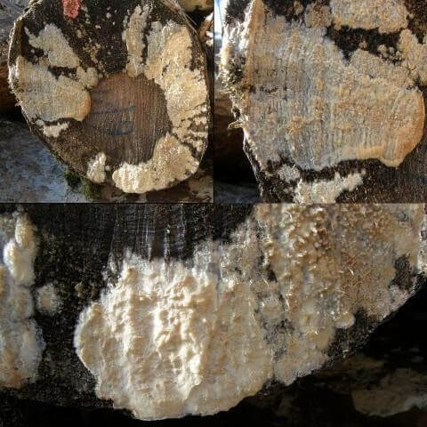 МИЦЕЛИЙ ДЛЯ УДАЛЕНИЯ ПНЕЙ 0,6 Л