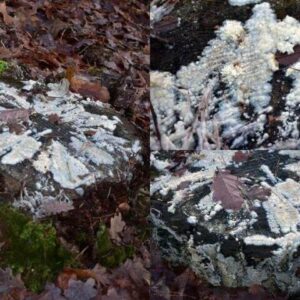 МИЦЕЛИЙ ДЛЯ УДАЛЕНИЯ ПНЕЙ 0,6 Л