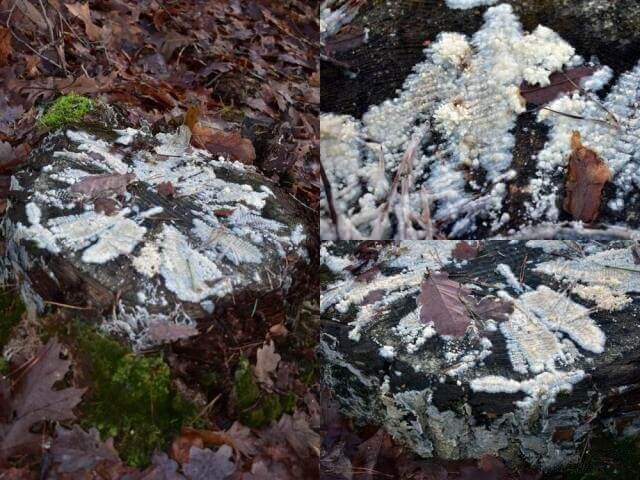 МИЦЕЛИЙ ДЛЯ УДАЛЕНИЯ ПНЕЙ 0,6 Л