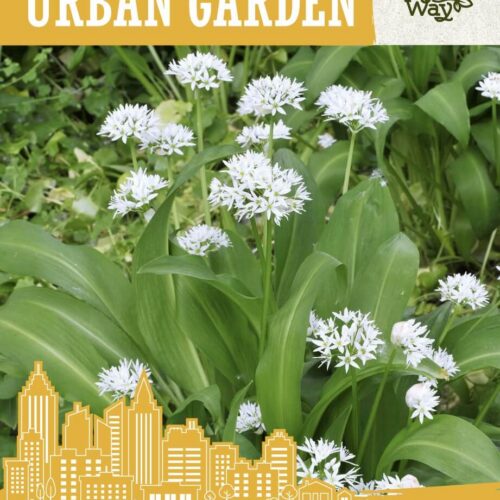 BEAR GARLIC BEAR GARLIC