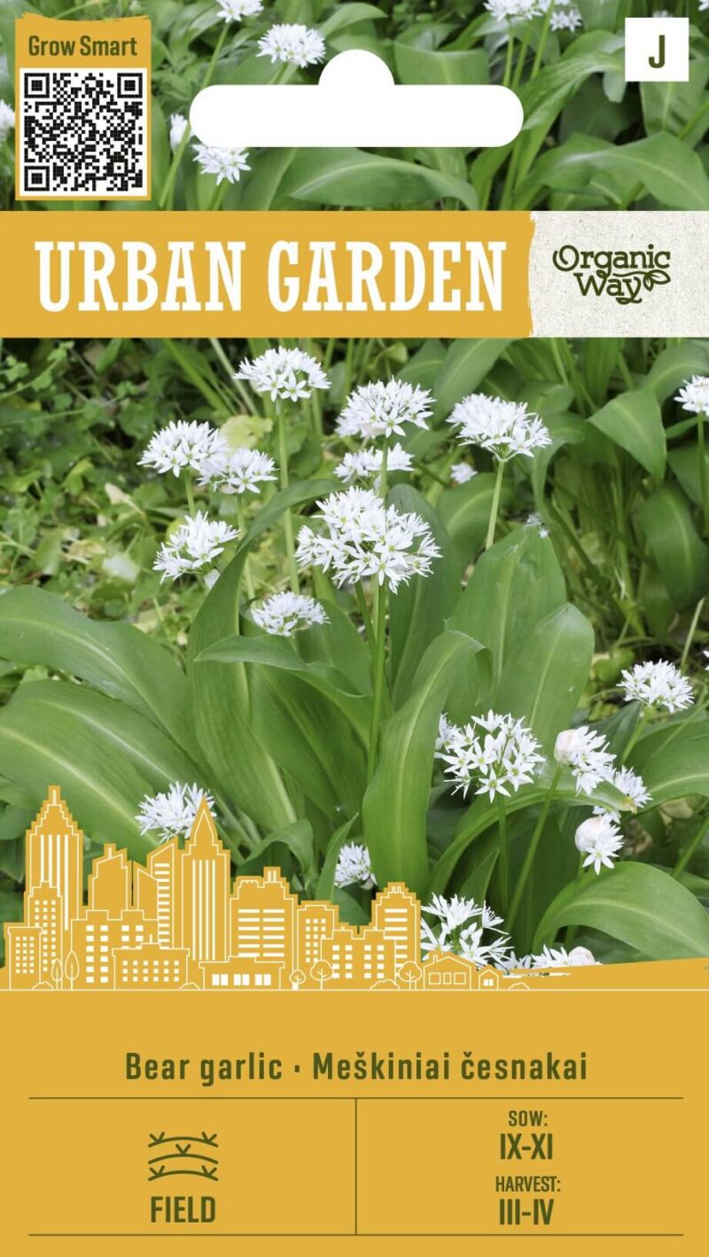 черемша или медвежий лук