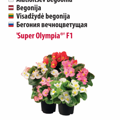 Begoonia 'Super Olympia®' 20 pilli Begoonia 'Super Olympia®' 20 pilli