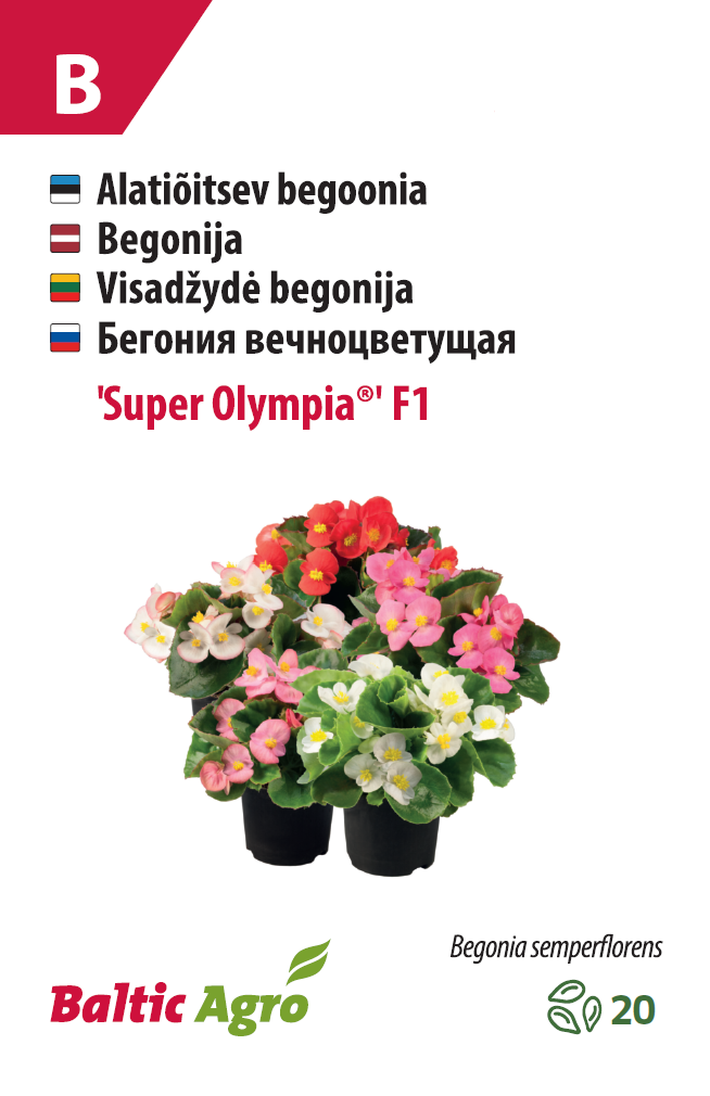 Begoonia 'Super Olympia®' 20 pilli
